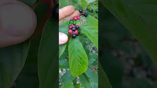 Carolina Buckthorn nativetrees nativeplants forest [upl. by Arjun]