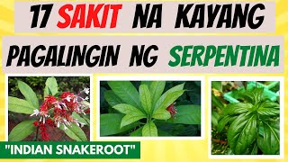 SERPENTINA  mga SAKIT na kayang pagalingin at BENEPISYO sa KATAWAN  Herbal Halamang Gamot [upl. by Jaworski]