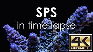 SPS in time lapse [upl. by Muraida]