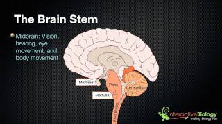 027 The 3 parts of the brain stem and their functions [upl. by Heinrich]