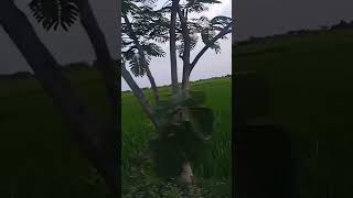 Agricultural farms🌿🌾🌾pls like share subscribe friends 🙏👍 [upl. by Rramo]