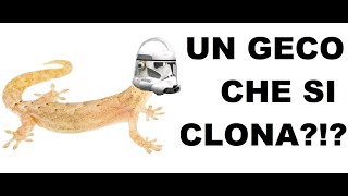 Un MINI GECO che si CLONA Lepidodactylus lugubris [upl. by Marashio320]