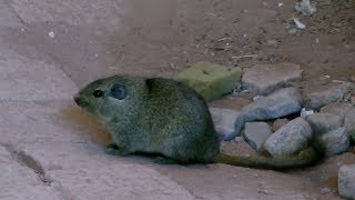 Dassie Rats Namibia [upl. by Petula61]