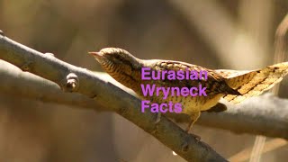 Eurasian Wryneck Facts [upl. by Anovad26]