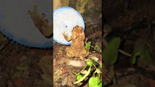 Rain Frog Vs Giant Toad near Bathroom Do Funny Jumping rainfrog funny toad shorts [upl. by Ellehcen]