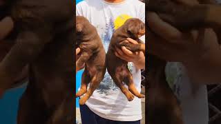 doberman puppies European puppy [upl. by Karalynn]