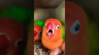 my lovebird breeding ❤️ viral video 💛 [upl. by Aihtekal]