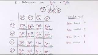 Dihybrid Cross Explained [upl. by Nollaf129]