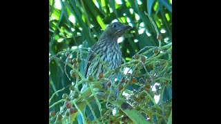 Female Australasian Figbird in Queensland [upl. by Akessej]