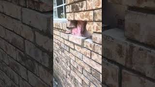 Simple Brick Repair Had to relocate the Bees asmr satisfying brick repair bricklayer fyp [upl. by Neri]