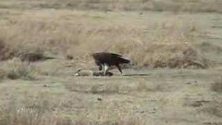 HUNGRY VULTURE IN AFRICA [upl. by Iclehc926]