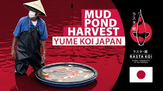 YKJ MUD POND HARVEST [upl. by Airemaj]