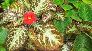 Episcia cupreata plants [upl. by Adnal813]