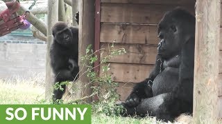 Grumpy Silverback Gorilla deals with super annoying son [upl. by Nyra]