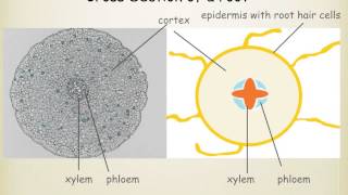 THE UPTAKE AND TRANSPORT OF WATER AND MINERAL IONS BY ROOT SYSTEM [upl. by Edora]