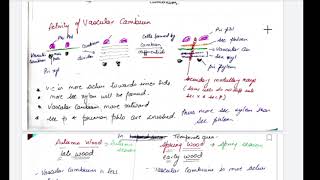 class 11 anatomy of flowering plants secondary growth [upl. by Gemina]