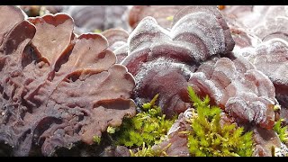 Auricularia mesenterica  Falsa tremella  Tripe Fungus [upl. by Jermain]