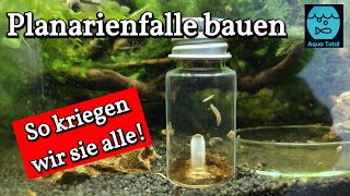 Planarienfalle selber bauen  DIY Projekt zur Bekämpfung von Planarien im Aquarium [upl. by Shore]