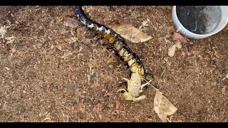 Scolopendra hainanum VS Androctonus australis insects shorts [upl. by Maleen533]