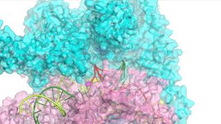 Rifampin resistant and compensatory mutations in bacterial RNA polymerase [upl. by Bluh]