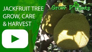 Jackfruit tree growing and care [upl. by Ordnagela]