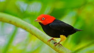 Red capped Manakin Wing Sounds HD [upl. by Cordelia533]