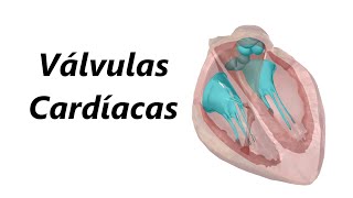 Anatomia das Válvulas Cardíacas em 3D [upl. by Llenrev]