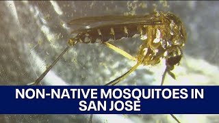 Dangerous nonnative mosquito species spreading in San Jose [upl. by Atinna]