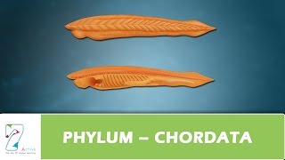 PHYLUM – CHORDATA [upl. by Mordecai]