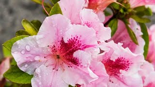 3 Claves para cultivar azaleas  Jardinería [upl. by Naujd68]