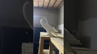 Pomeranian pouter pigeon trending pigeon fancykabutar pigeon foryou viralvideo kashmir fypシ゚ [upl. by Ylliw]