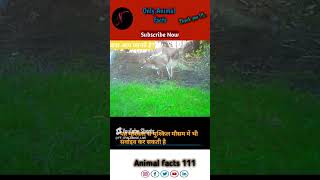 Fox 🦊 बारे में रोचक तथ्यfacts animals trending ytshort fox explore [upl. by Kabob]