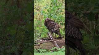 Wild Turkey Feeding and Preening turkey birds birdwatching naturelovers nature wildlife [upl. by Klina]