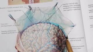 Dural Venous Sinuses part 1 very easy to understand [upl. by Mayyahk]