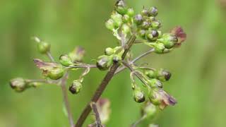 Trędownik bulwiasty  Scrophularia nodosa [upl. by Geri]