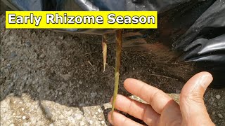 Rhizome Season Looks to be a Bit Early This Year [upl. by Aniluj]