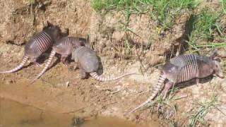 The Nine Banded Armadillo [upl. by Gereron]