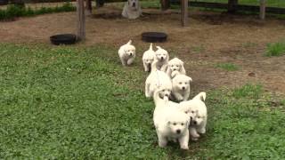 Great Pyrenees puppies 37 days old video 1 [upl. by Nilkcaj]