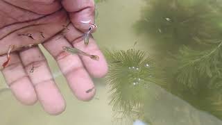 Turning my green water to Crystal clear water  Guppies and Mollies together in a outdoor tub setup [upl. by Caldwell]