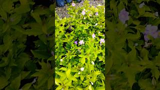 Brunfelsia pauciflora Yesterday today tomorrow aromatic plant [upl. by Harat]