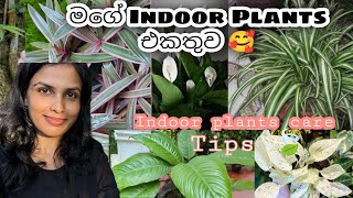 Indoor Plants හරියට ලස්සනට හදාගන්න මේවත් දැනගන්න indoorplantsdayvlogssinhala dayvlog garden [upl. by Aicilla]