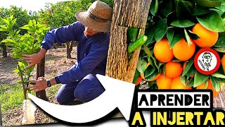 🍊​INJERTOS en CÍTRICOS🍋​ Cómo Injertar NARANJOS y LIMONEROS en 5 Sencillos Pasos by mixim89 [upl. by Roz]