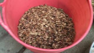 Crack And Process Hickory Nuts [upl. by Rhtaeh]