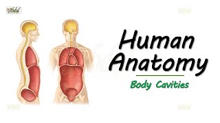 Human Anatomy  Body Cavities Easy explanation for Medical and Allied Healthcare Students [upl. by Ecnahc450]