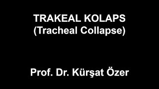 Trakeal Kolaps Tracheal Collapse [upl. by Hy128]