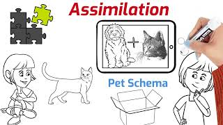 Assimilation vs Accommodation Understanding Cognitive Processes [upl. by Aliuqahs]