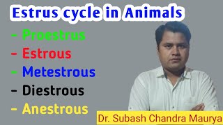 Estrous cycle in animals Veterinary GynecologyCrazyvetclassesvo ldoexam [upl. by Ynttirb422]