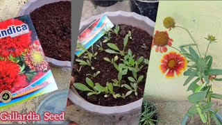 How to grow Gaillardia from Seed Stepbystep  Grow Summer Flower Seeds for beginner [upl. by Joselyn]