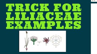 LILIACEAE EXAMPLES TRICK [upl. by Molini]