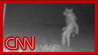 Mystery creature caught on camera has authorities stumped [upl. by Barraza494]